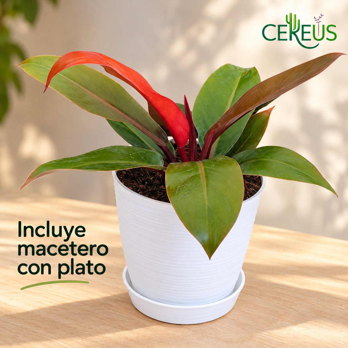 Philodendron Prince of Orange con macetero blanco y plato