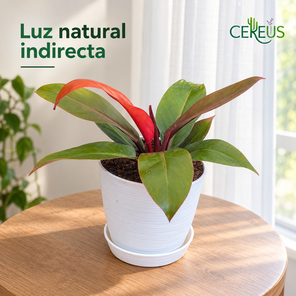 Philodendron Prince of Orange con macetero blanco y plato