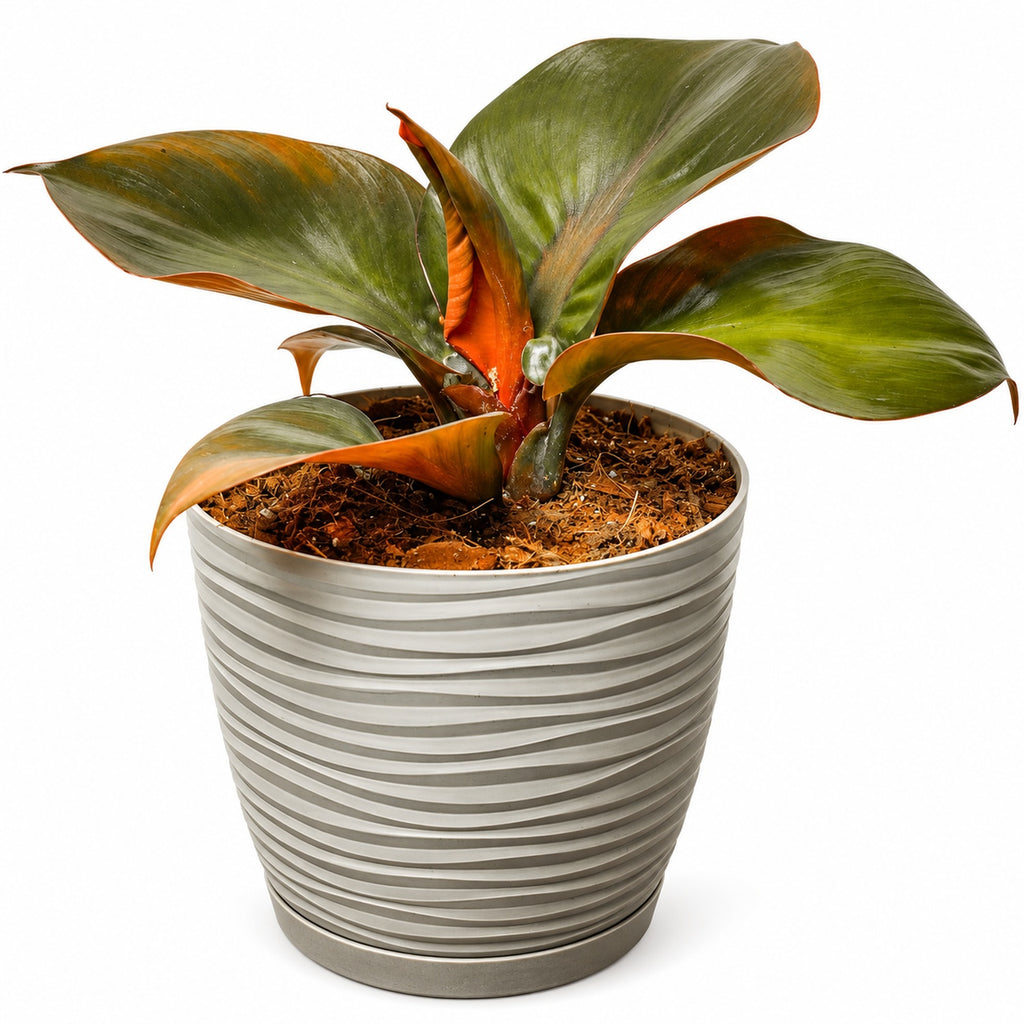 Philodendron Red Heart con macetero y plato