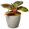 Philodendron Red Heart con macetero y plato