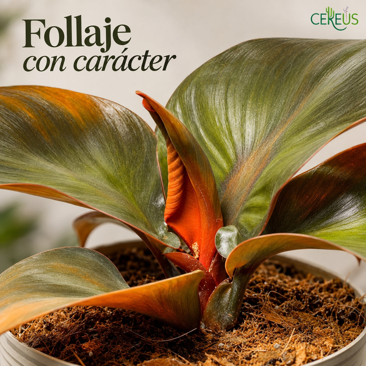 Philodendron Red Heart con macetero y plato