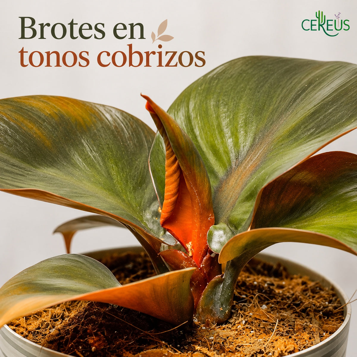 Philodendron Red Heart con macetero y plato