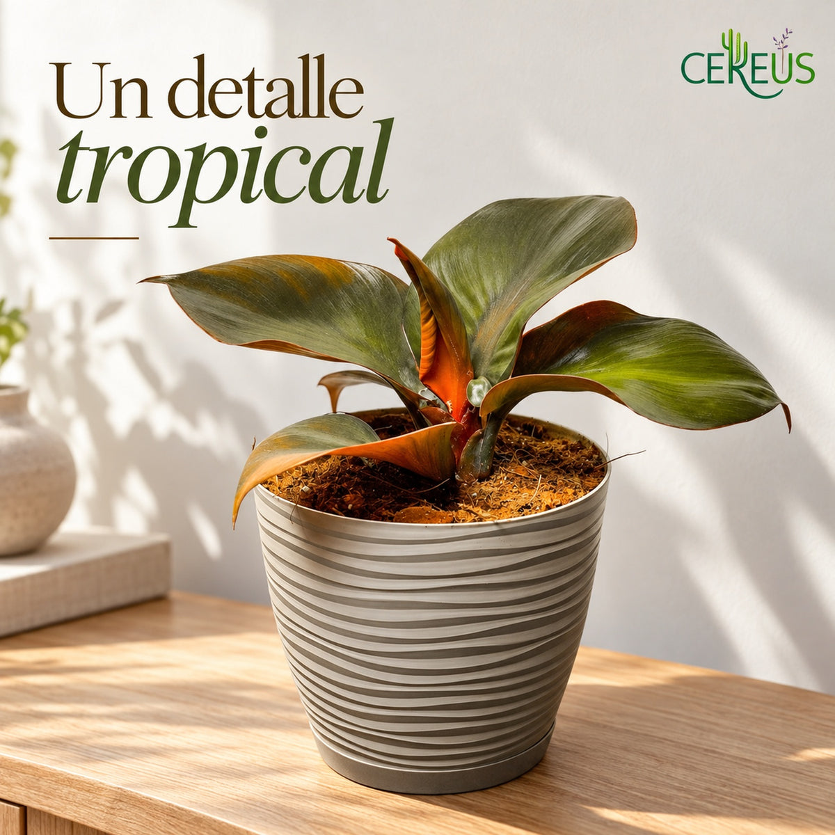 Philodendron Red Heart con macetero y plato