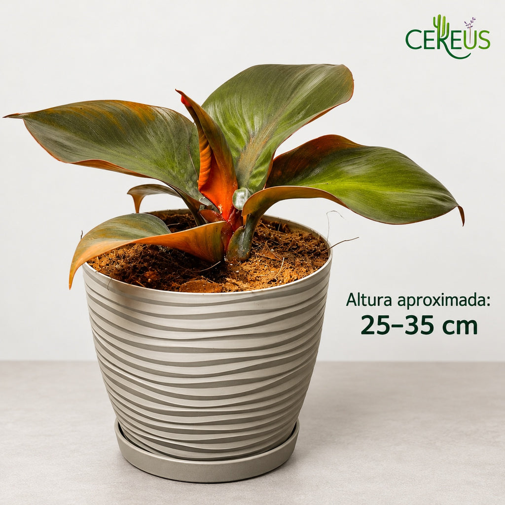 Philodendron Red Heart con macetero y plato