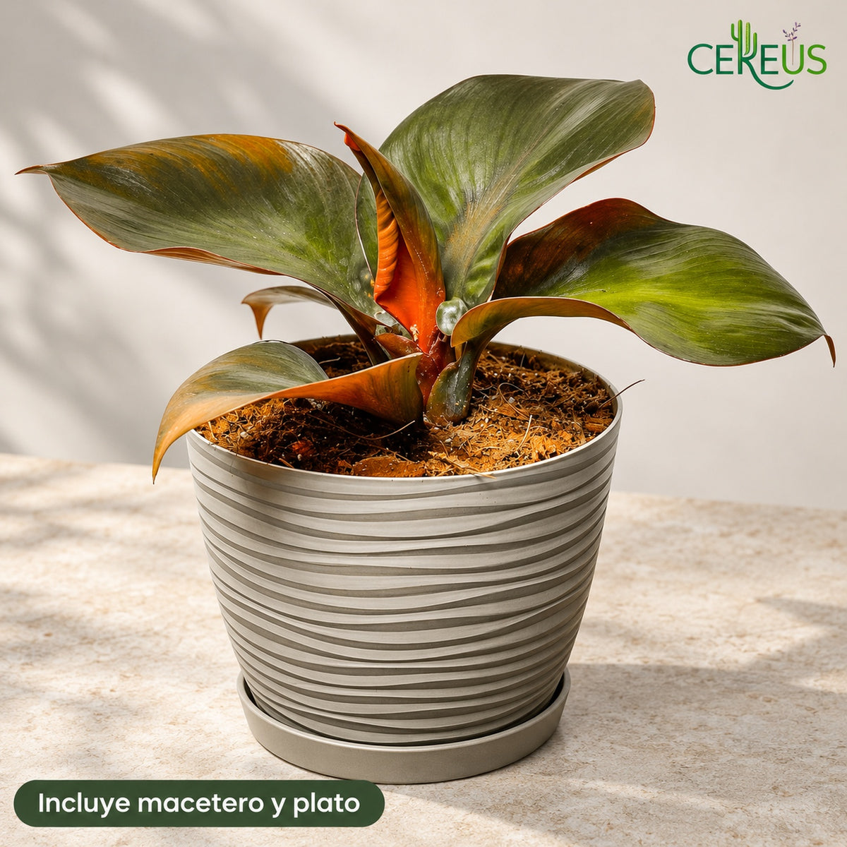 Philodendron Red Heart con macetero y plato