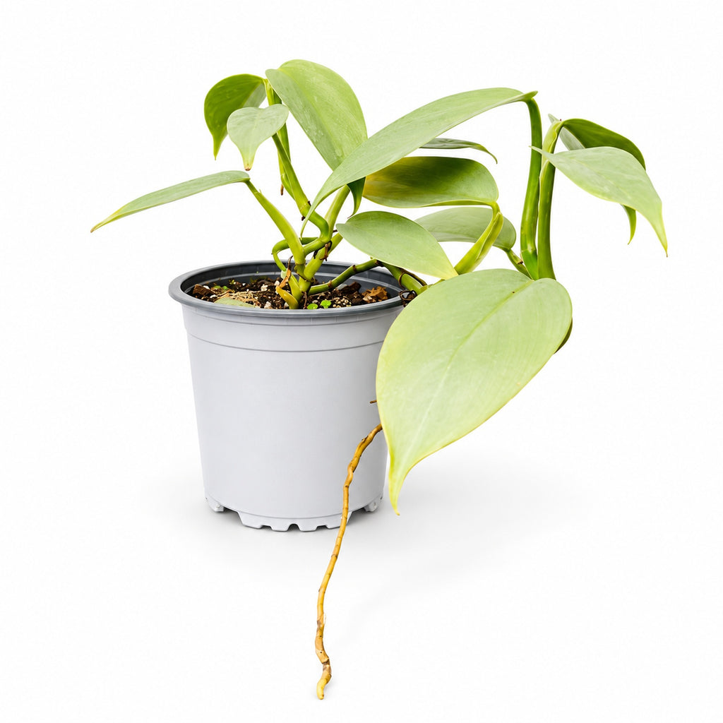 Philodendron Silver Hastatum | Planta de Interior