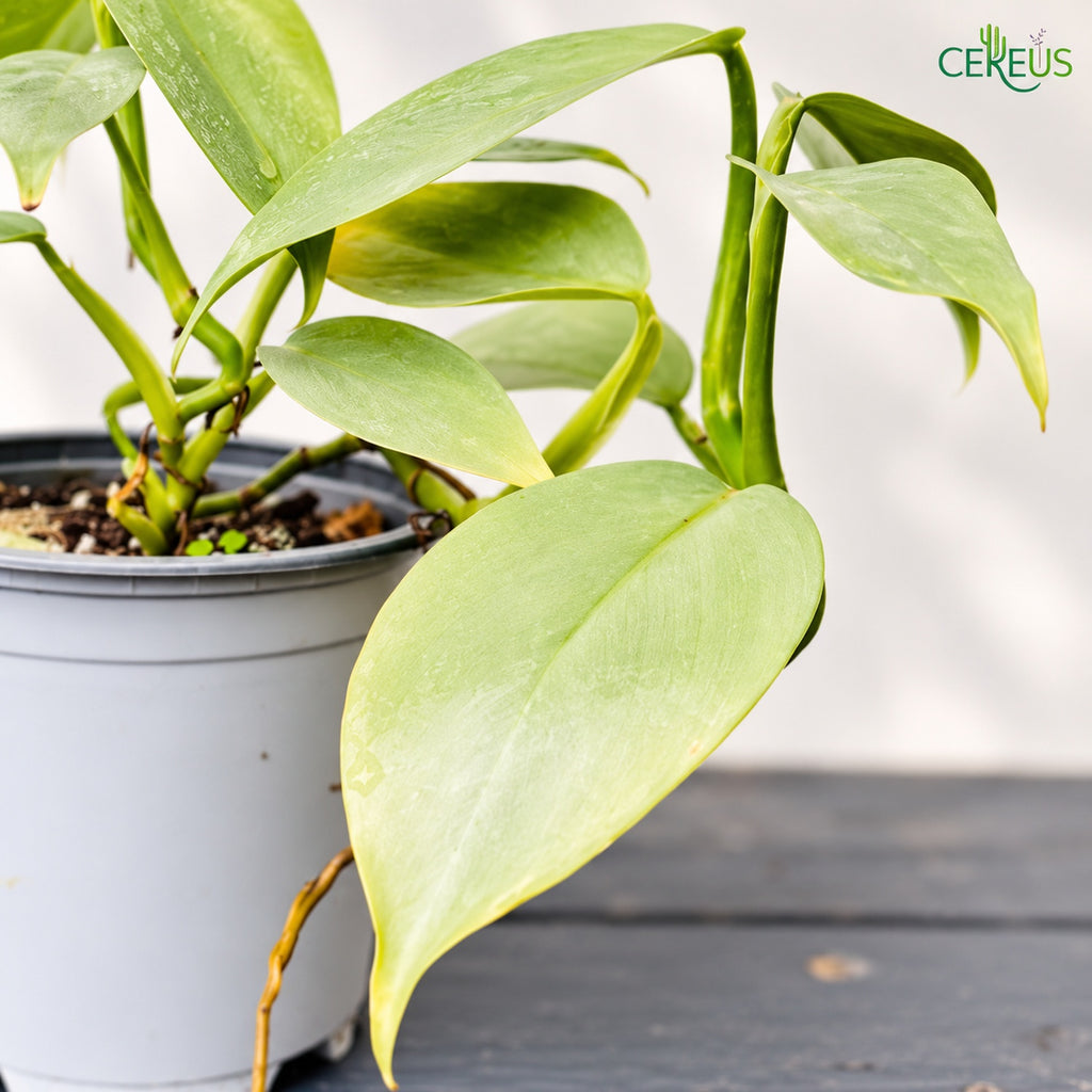Philodendron Silver Hastatum | Planta de Interior