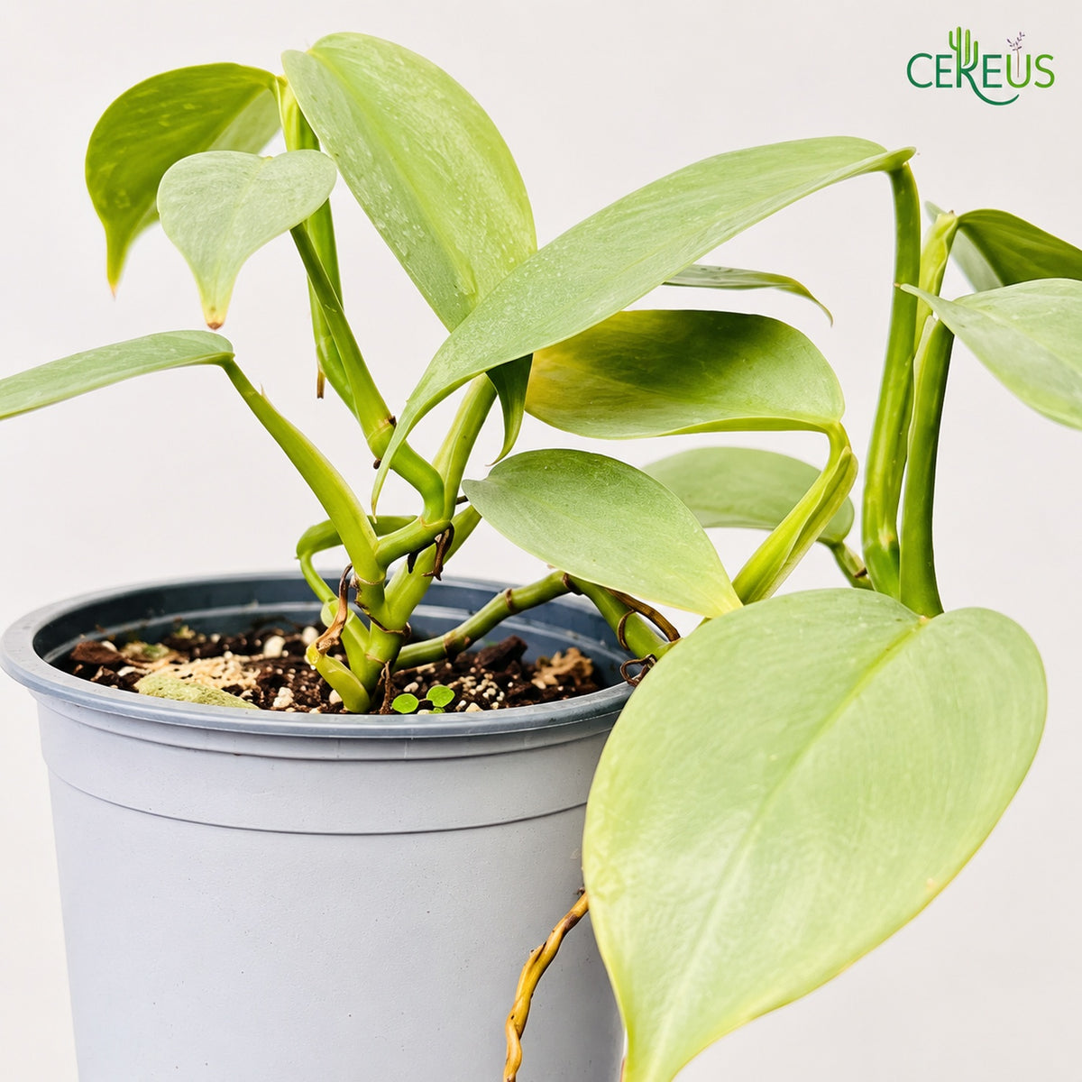 Philodendron Silver Hastatum | Planta de Interior