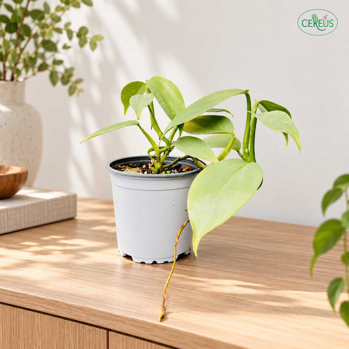 Philodendron Silver Hastatum | Planta de Interior