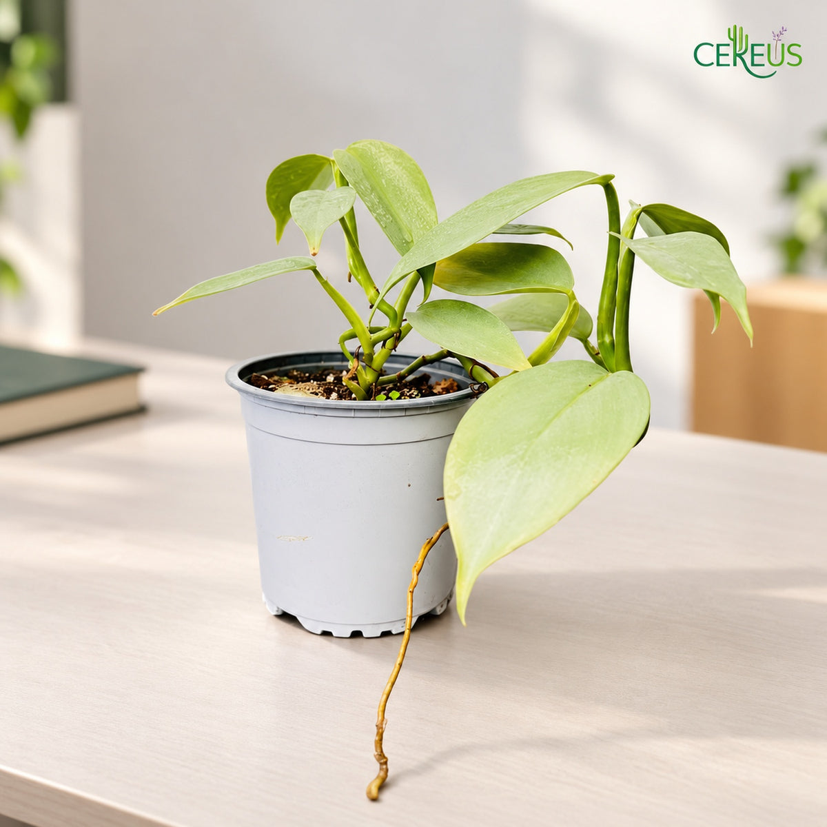 Philodendron Silver Hastatum | Planta de Interior