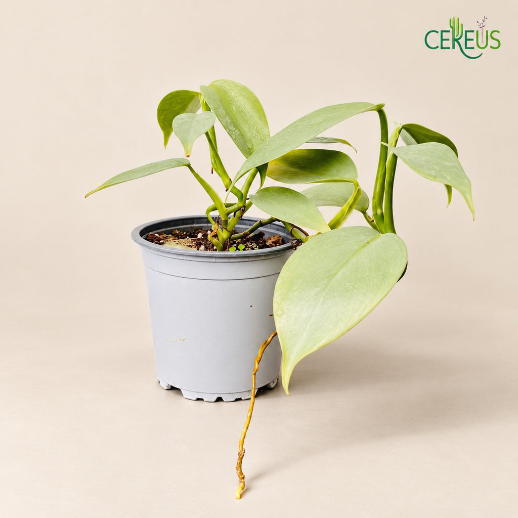 Philodendron Silver Hastatum | Planta de Interior