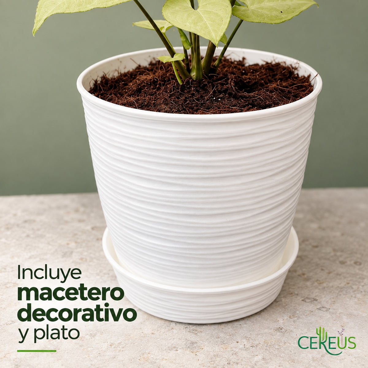 Singonio plateado con macetero blanco y plato