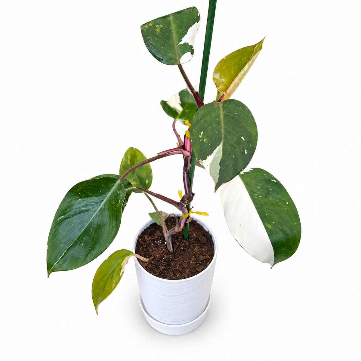 Philodendron White Knight con macetero y plato
