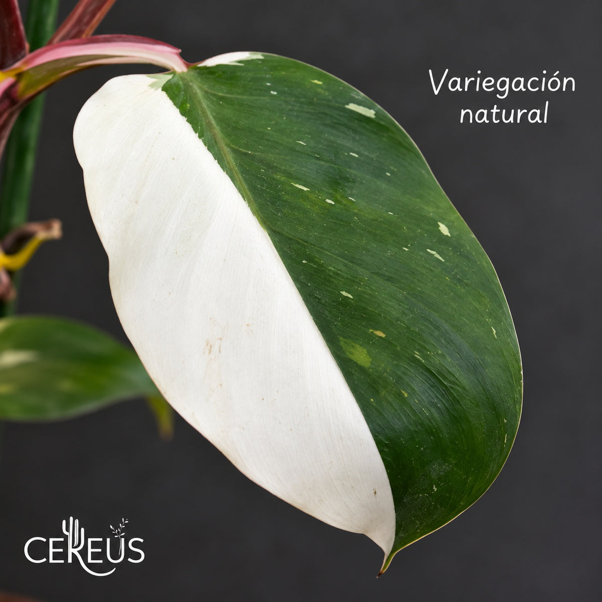 Philodendron White Knight con macetero y plato