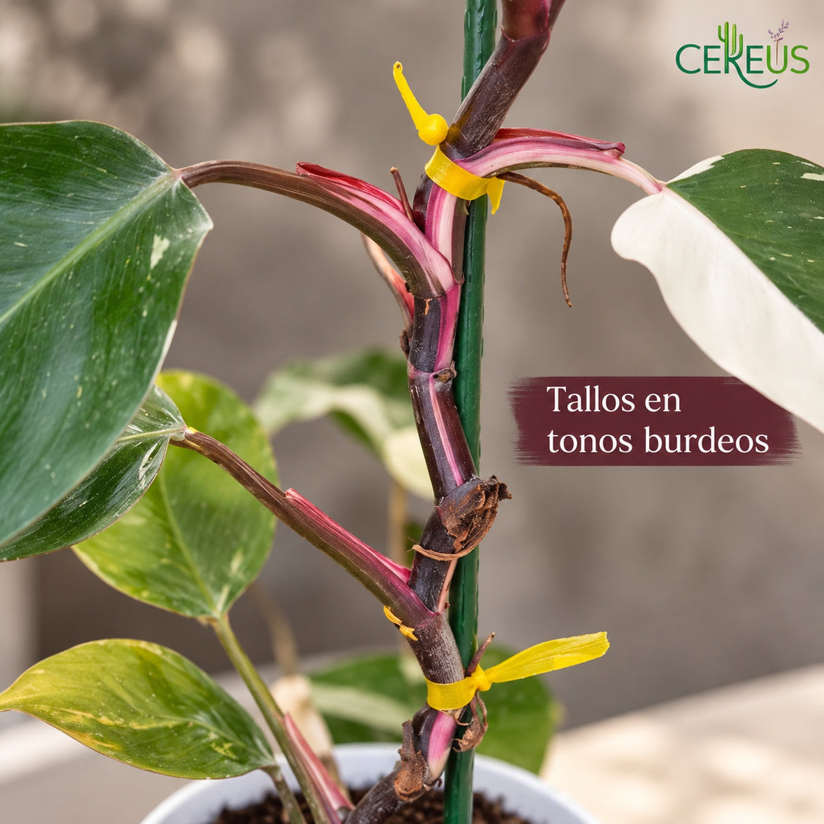 Philodendron White Knight con macetero y plato