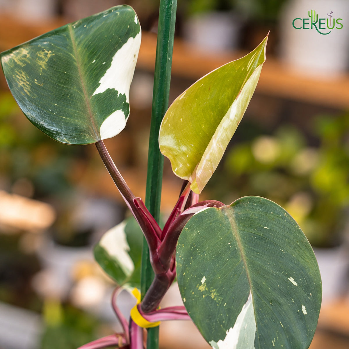 Philodendron White Knight con macetero y plato