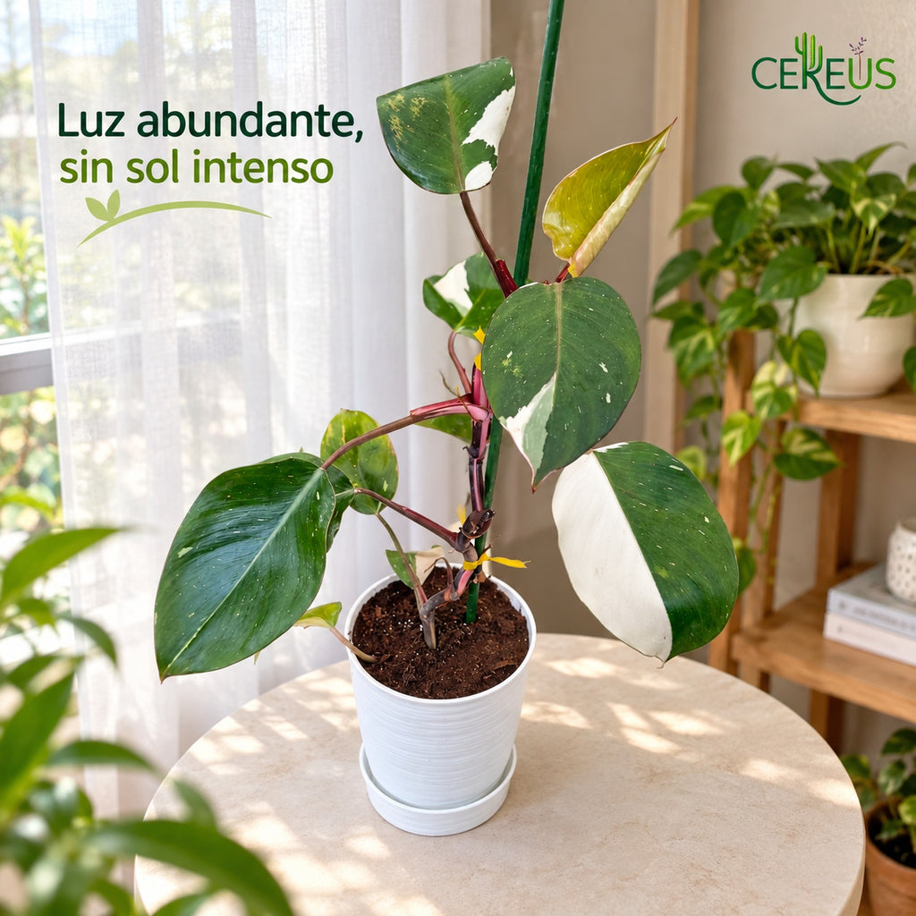 Philodendron White Knight con macetero y plato