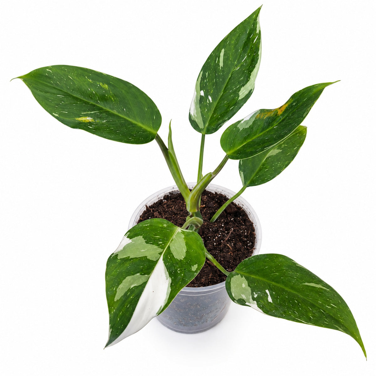 Philodendron White Wizard variegado con macetero