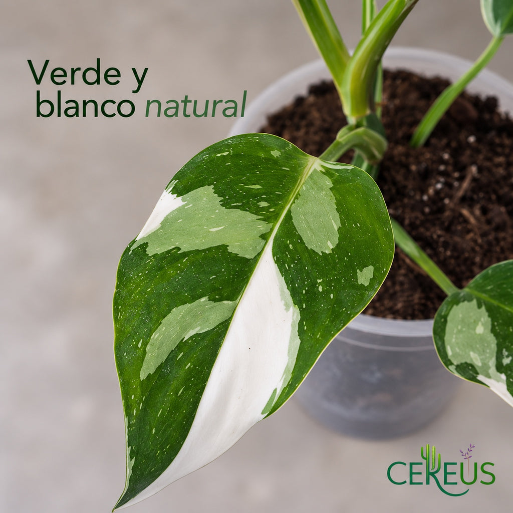 Philodendron White Wizard variegado con macetero