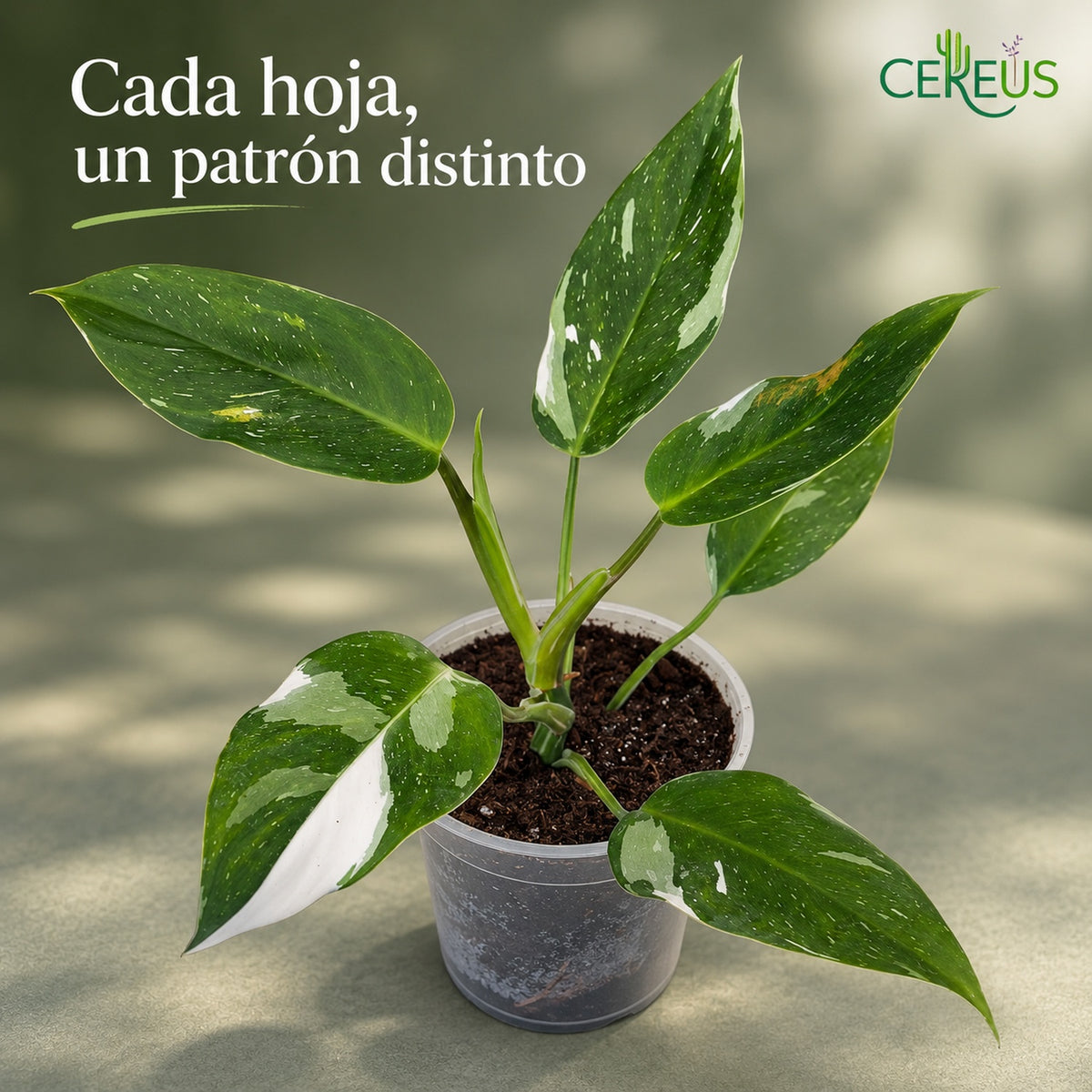 Philodendron White Wizard variegado con macetero