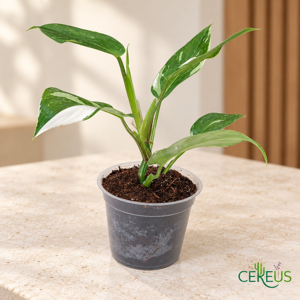 Philodendron White Wizard variegado con macetero