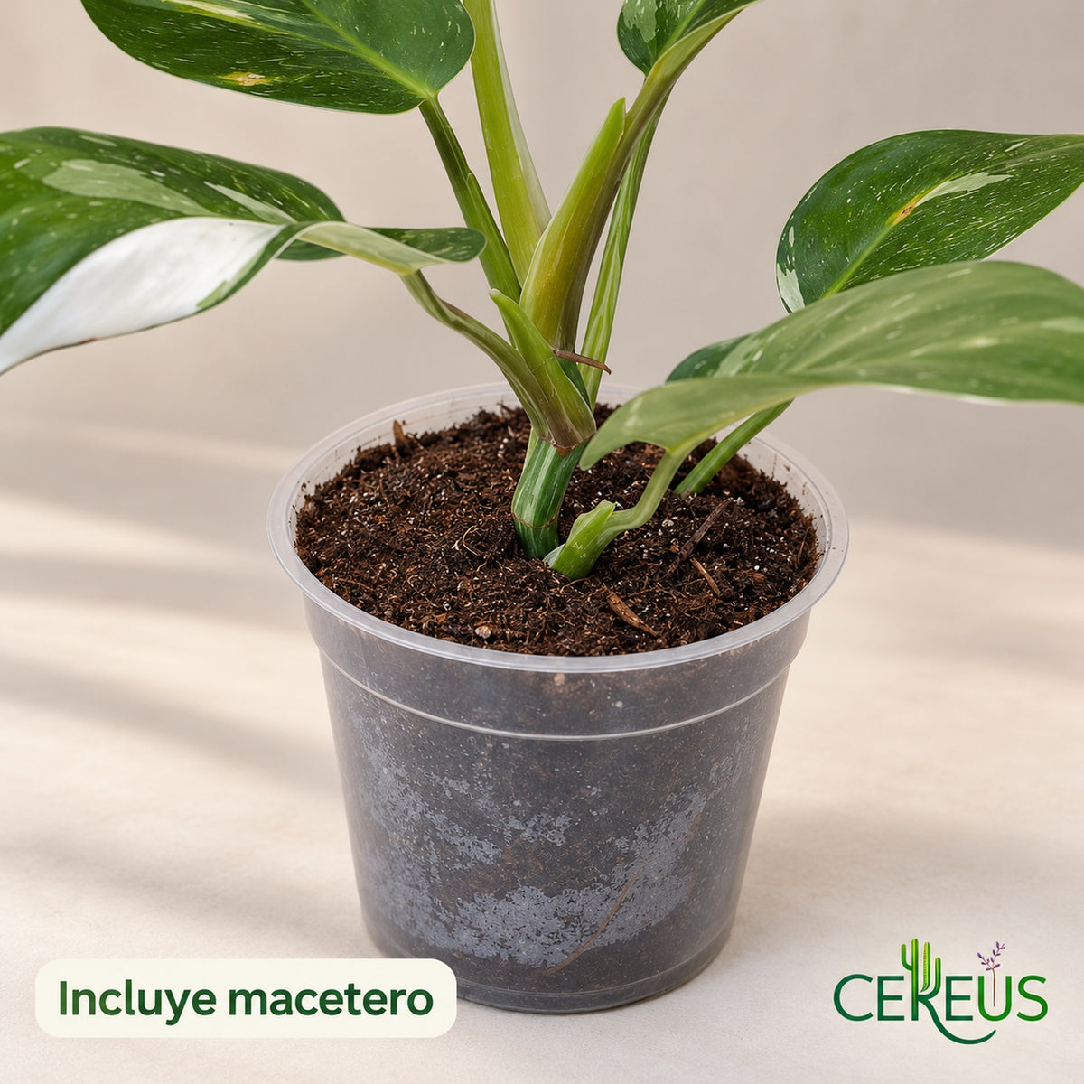 Philodendron White Wizard variegado con macetero