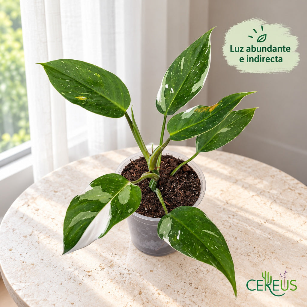 Philodendron White Wizard variegado con macetero