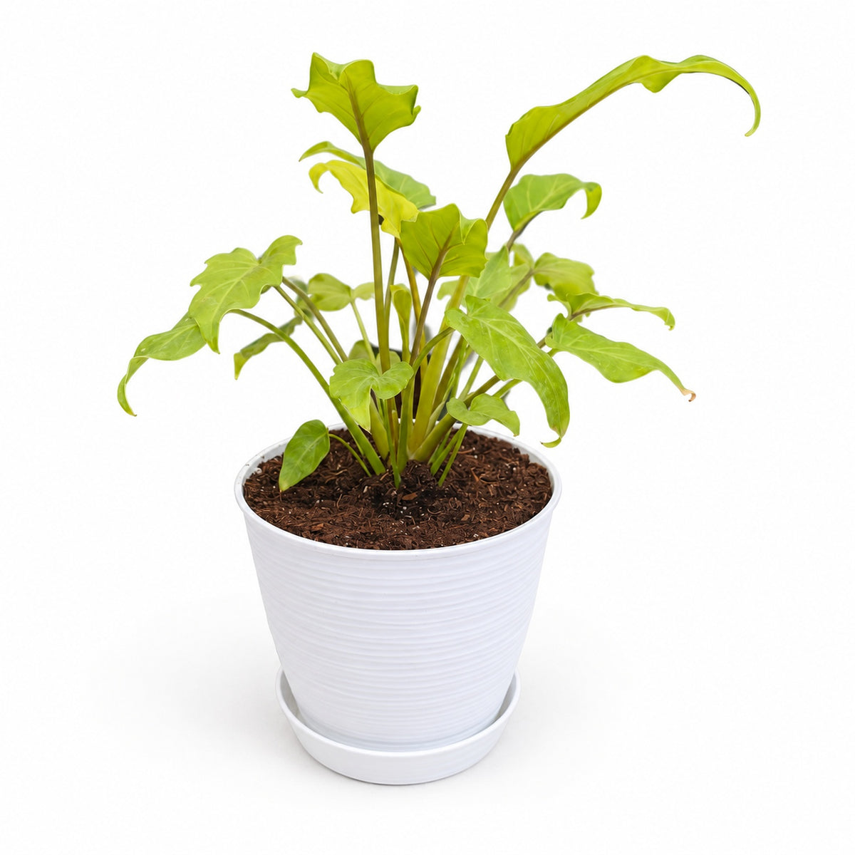 Philodendron Xanadu Golden con macetero blanco