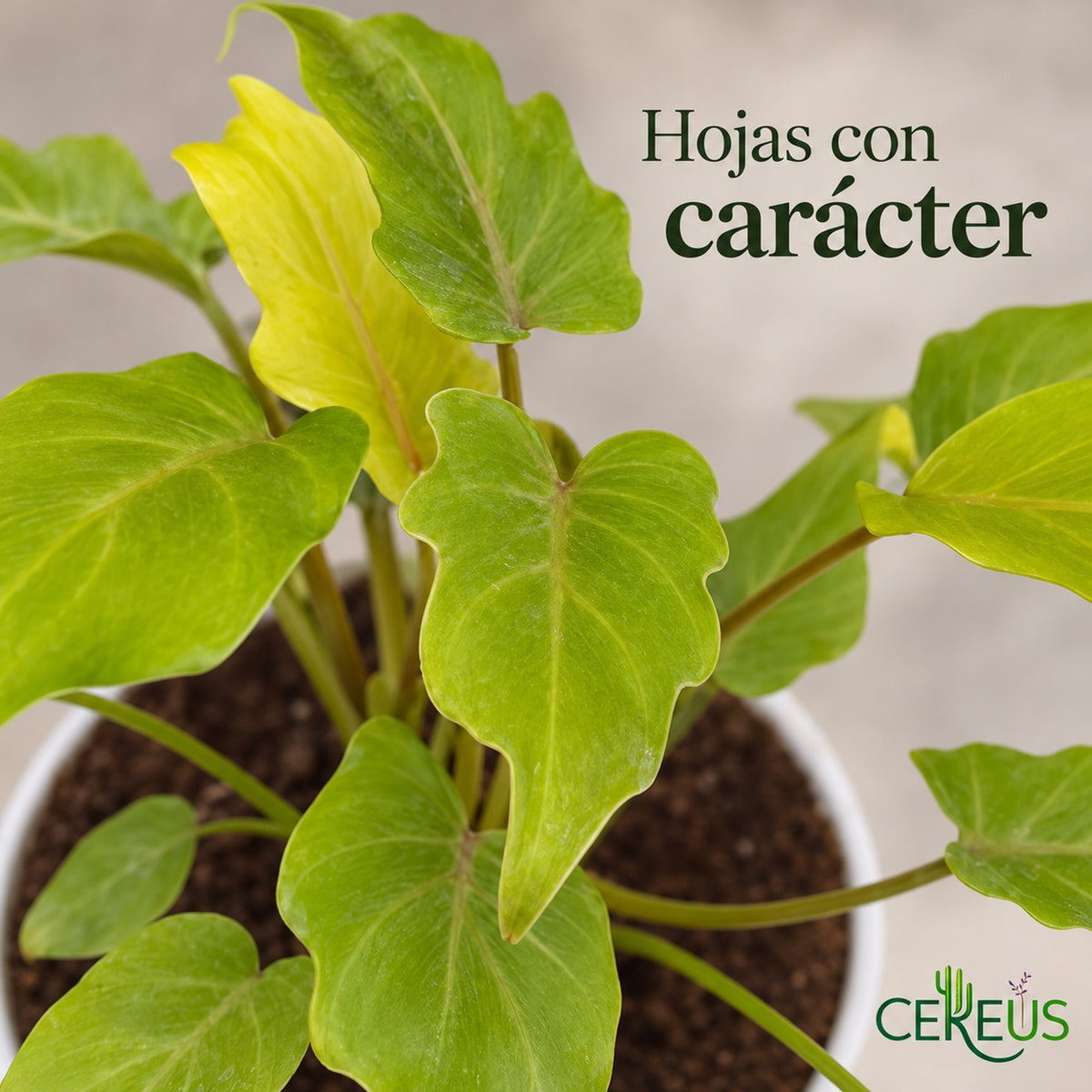 Philodendron Xanadu Golden con macetero blanco