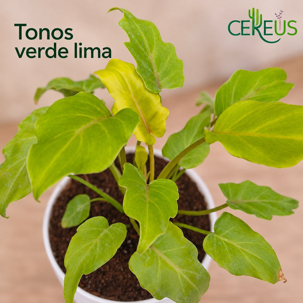 Philodendron Xanadu Golden con macetero blanco