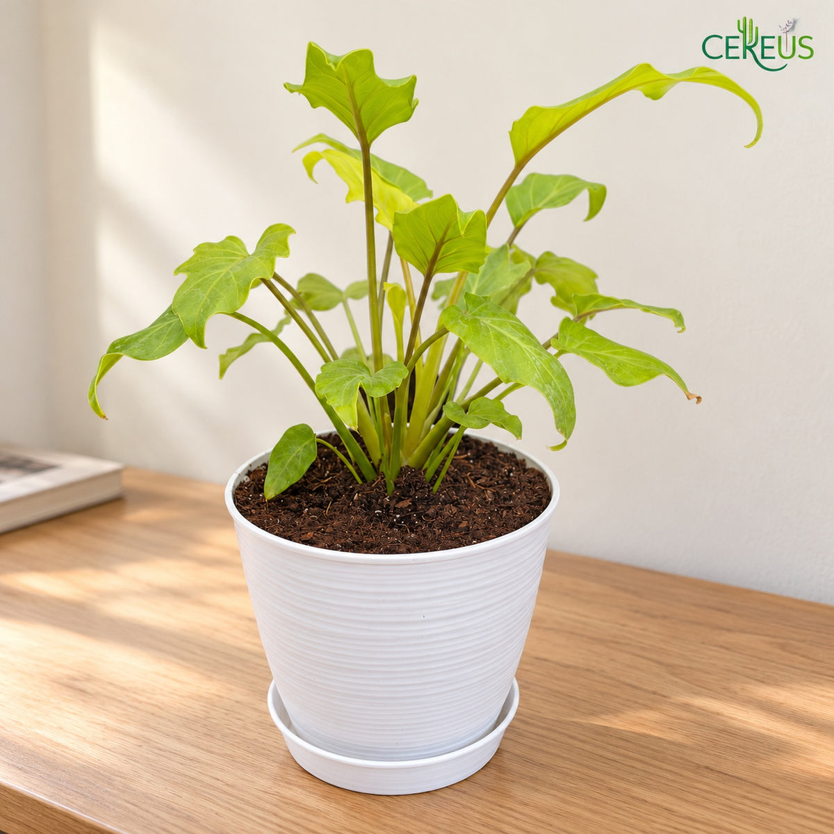 Philodendron Xanadu Golden con macetero blanco