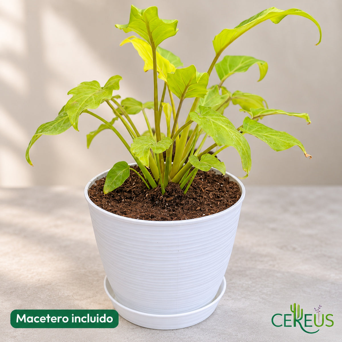 Philodendron Xanadu Golden con macetero blanco