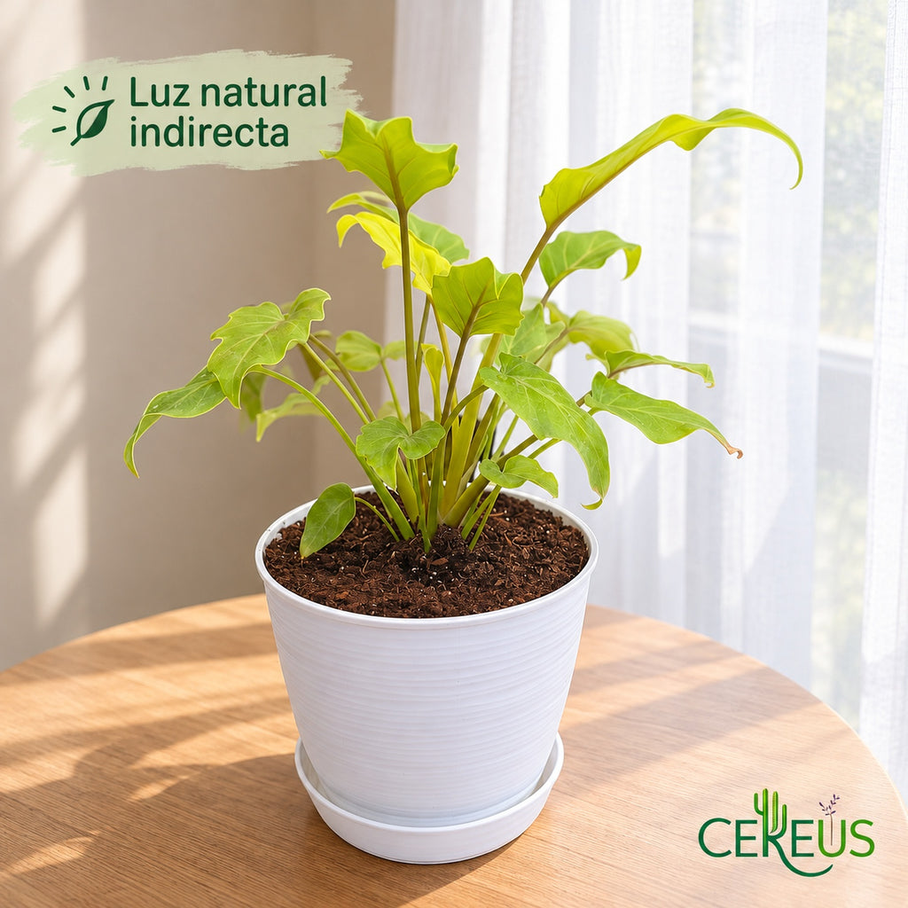 Philodendron Xanadu Golden con macetero blanco