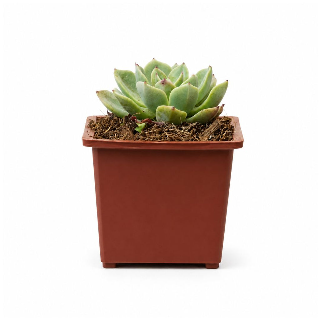 Echeveria suculenta con macetero plástico 13 a 18 cm