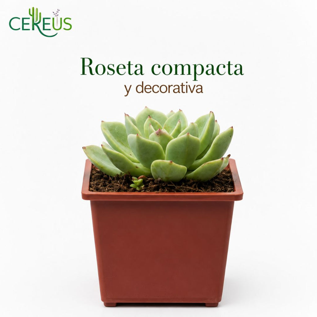 Echeveria suculenta con macetero plástico 13 a 18 cm