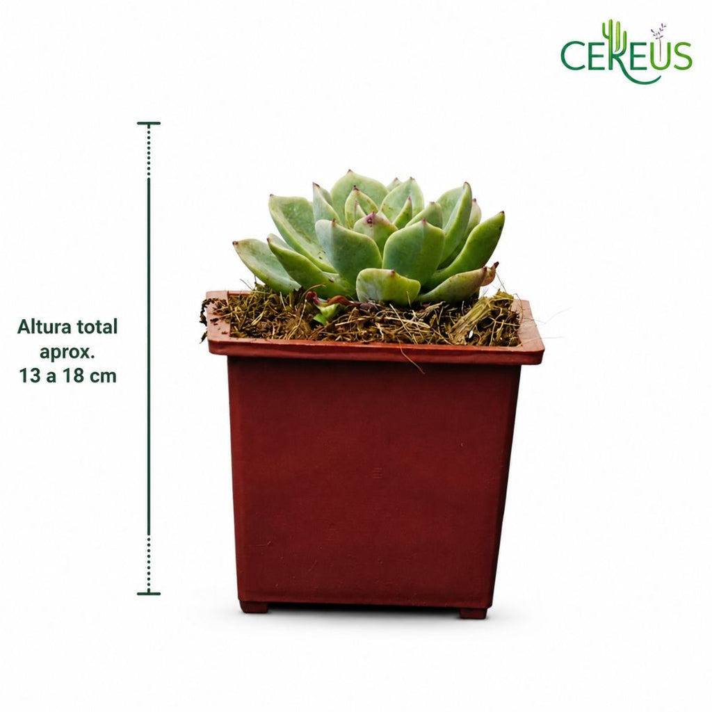 Echeveria suculenta con macetero plástico 13 a 18 cm