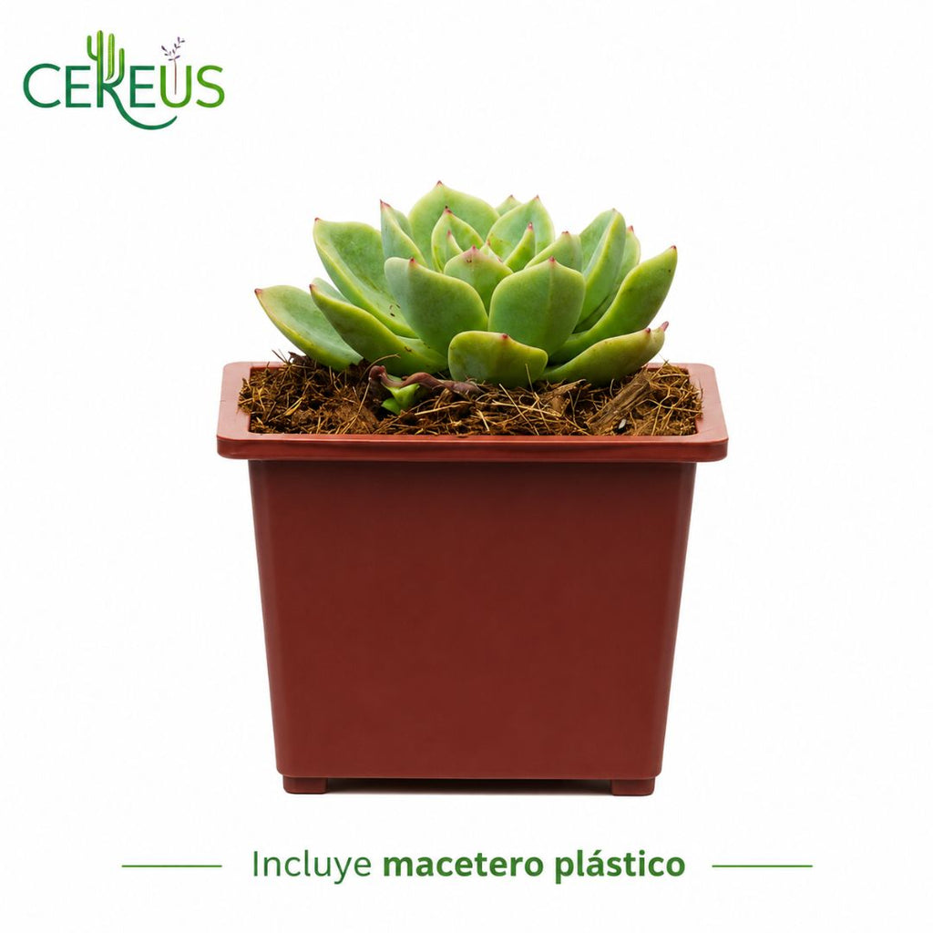 Echeveria suculenta con macetero plástico 13 a 18 cm
