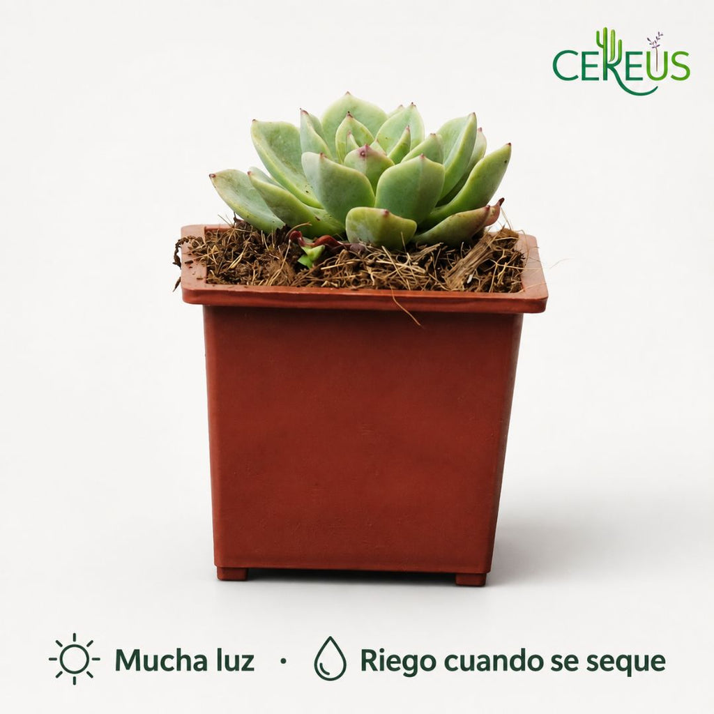 Echeveria suculenta con macetero plástico 13 a 18 cm
