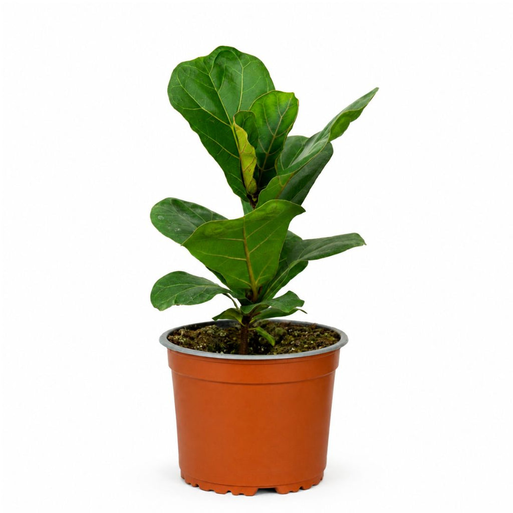 Ficus Lyrata Planta Interior 25-30 cm con Macetero