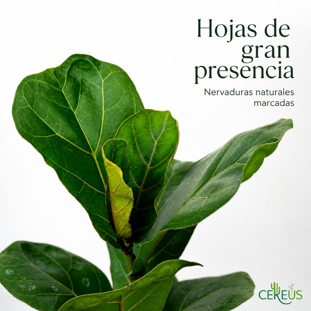 Ficus Lyrata Planta Interior 25-30 cm con Macetero