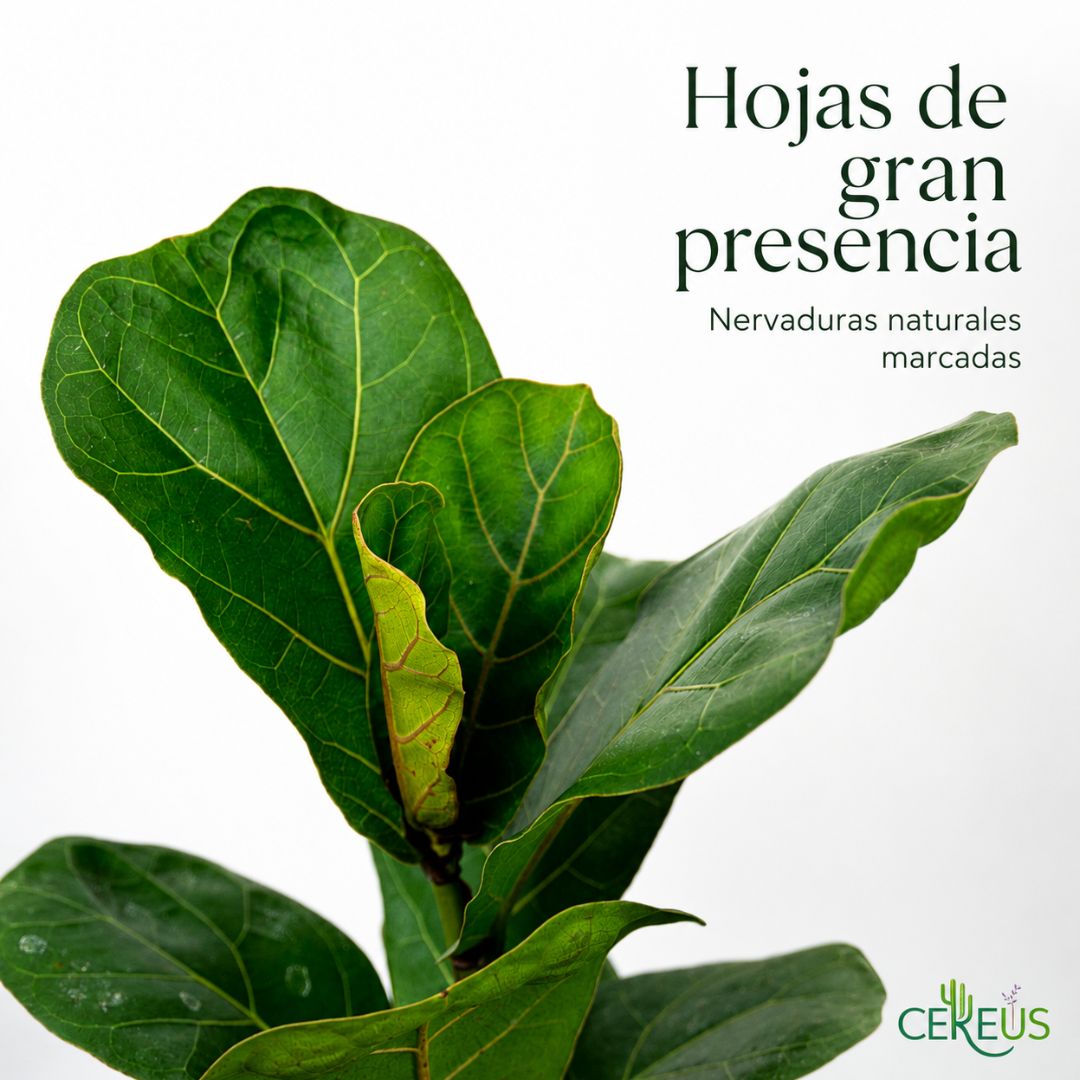 Ficus Lyrata Planta Interior 25-30 cm con Macetero