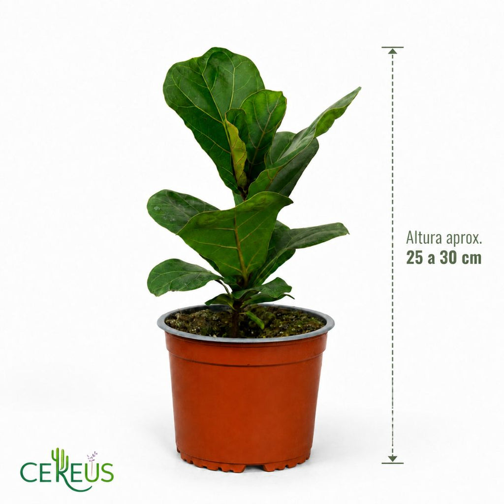 Ficus Lyrata Planta Interior 25-30 cm con Macetero