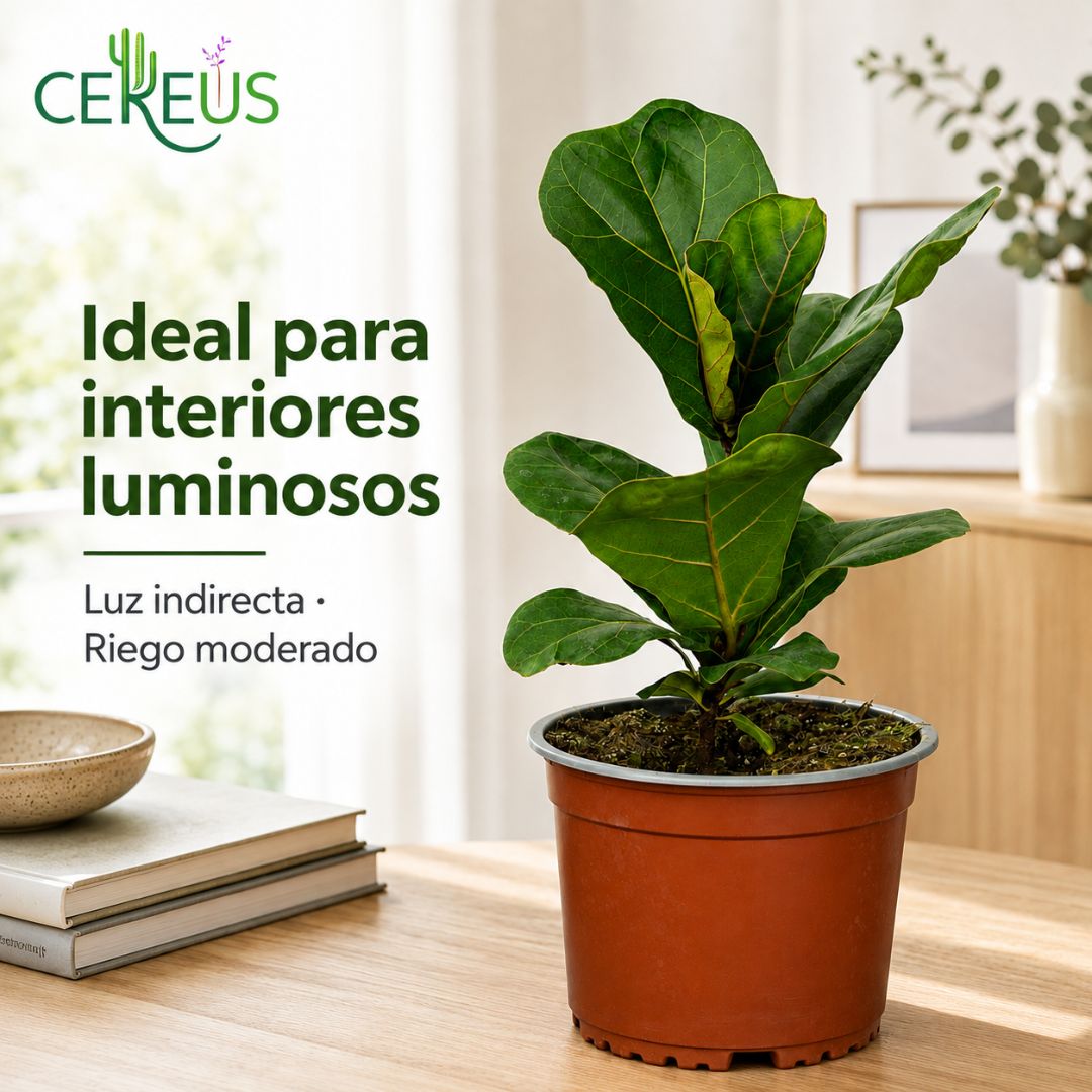 Ficus Lyrata Planta Interior 25-30 cm con Macetero