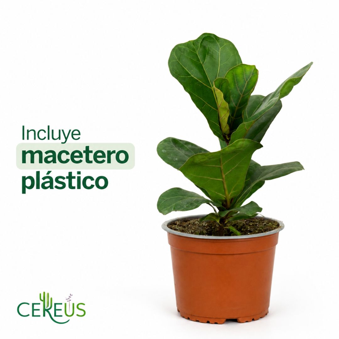 Ficus Lyrata Planta Interior 25-30 cm con Macetero