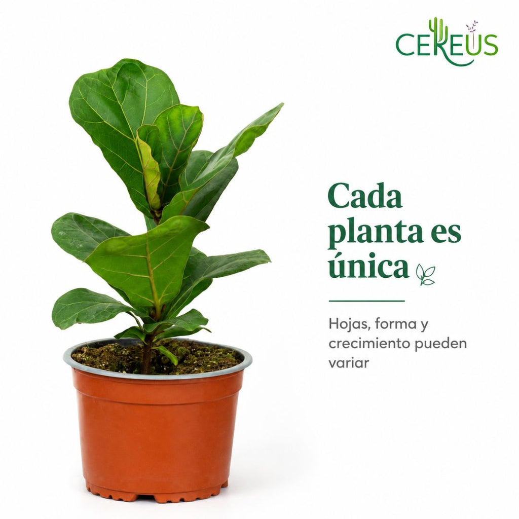 Ficus Lyrata Planta Interior 25-30 cm con Macetero