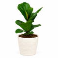 Ficus Lyrata con Macetero Blanco y Plato – 25 a 35 cm