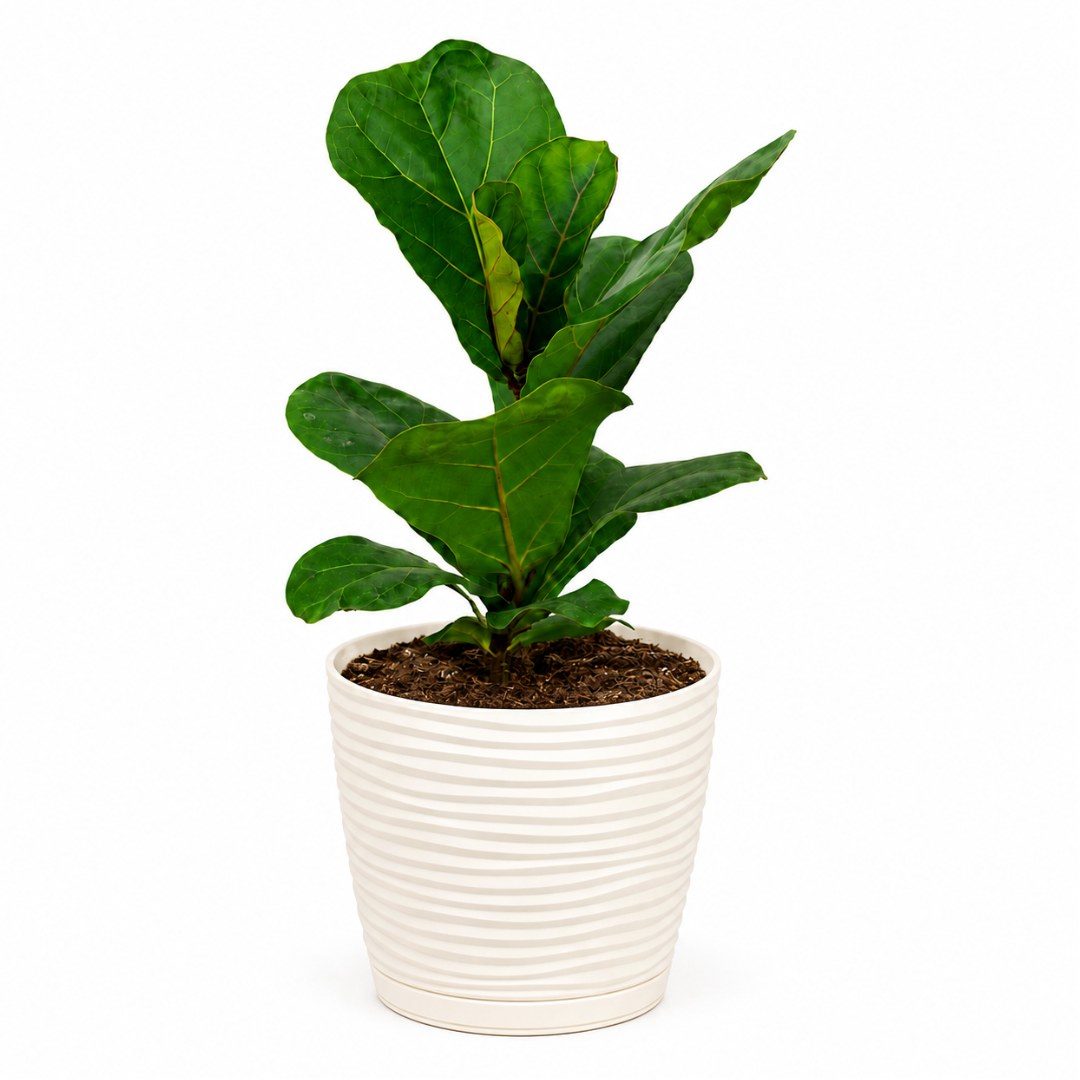 Ficus Lyrata con Macetero Blanco y Plato – 25 a 35 cm