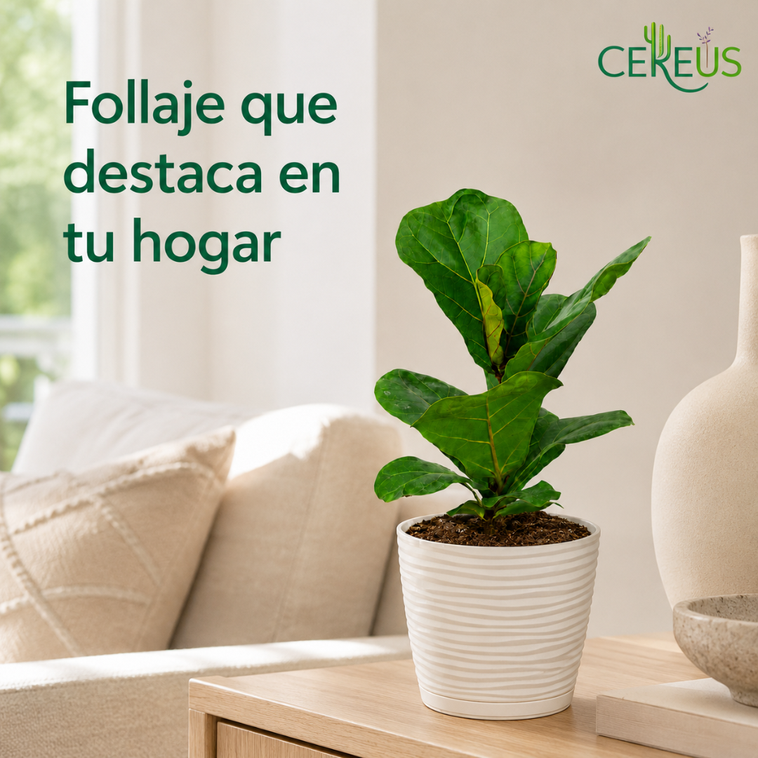 Ficus Lyrata con Macetero Blanco y Plato – 25 a 35 cm