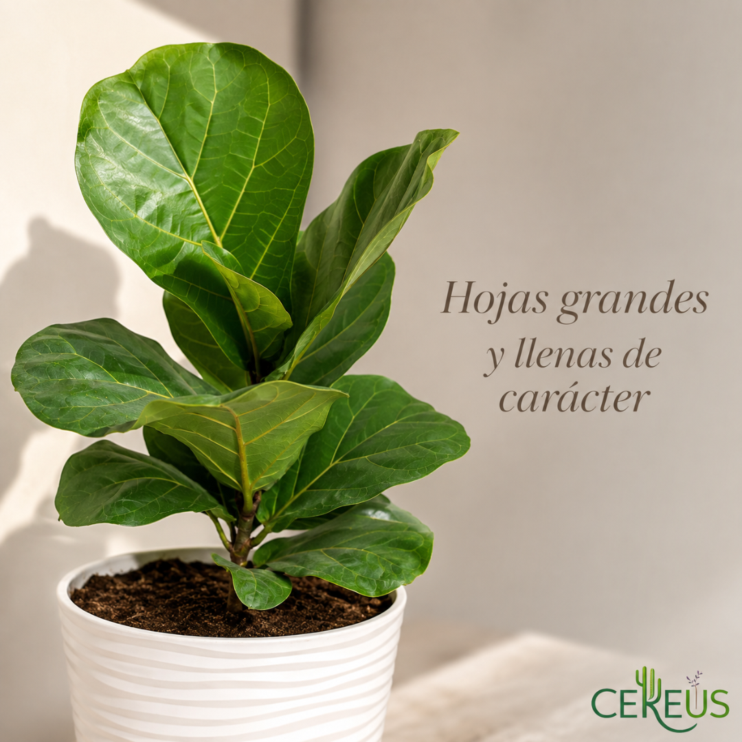 Ficus Lyrata con Macetero Blanco y Plato – 25 a 35 cm