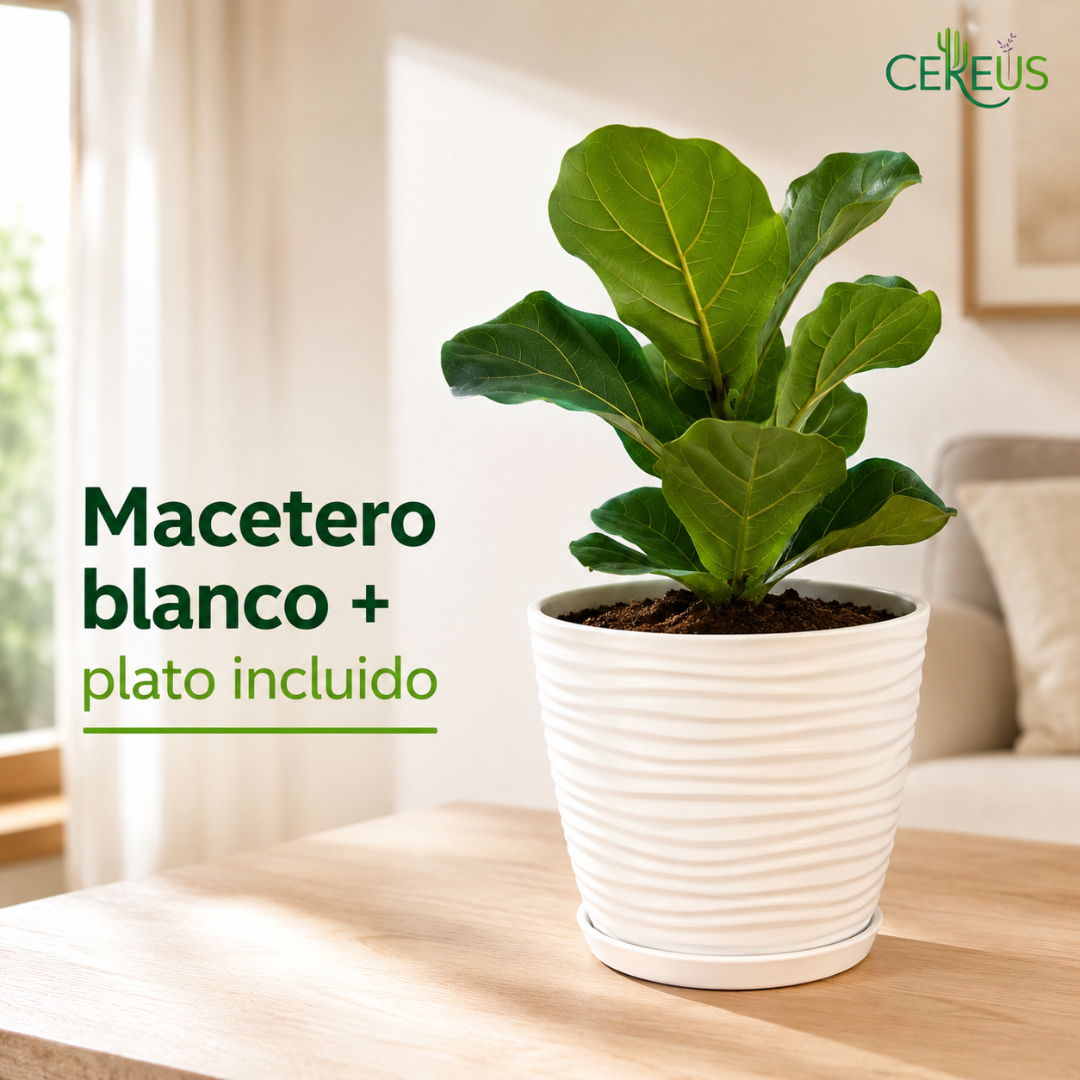 Ficus Lyrata con Macetero Blanco y Plato – 25 a 35 cm